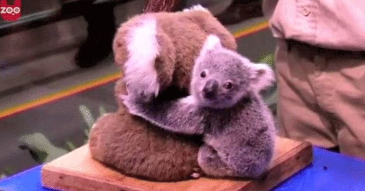 Facts You Probably Didnt Know About Koalas The Last One Is