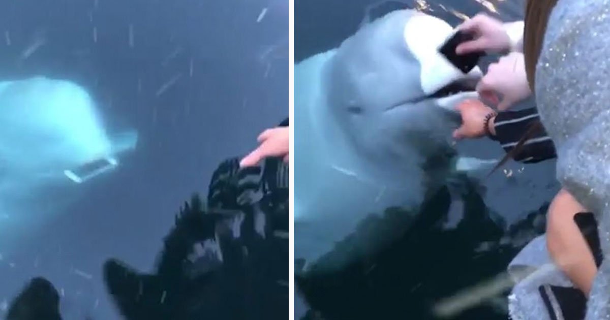 Beluga Whale Returned An IPhone To Its Owner After She Dropped It In