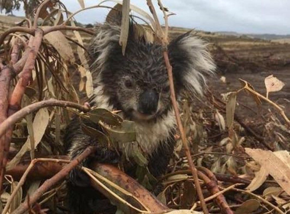 Australie Des koalas sont morts après que des bûcherons aient détruit