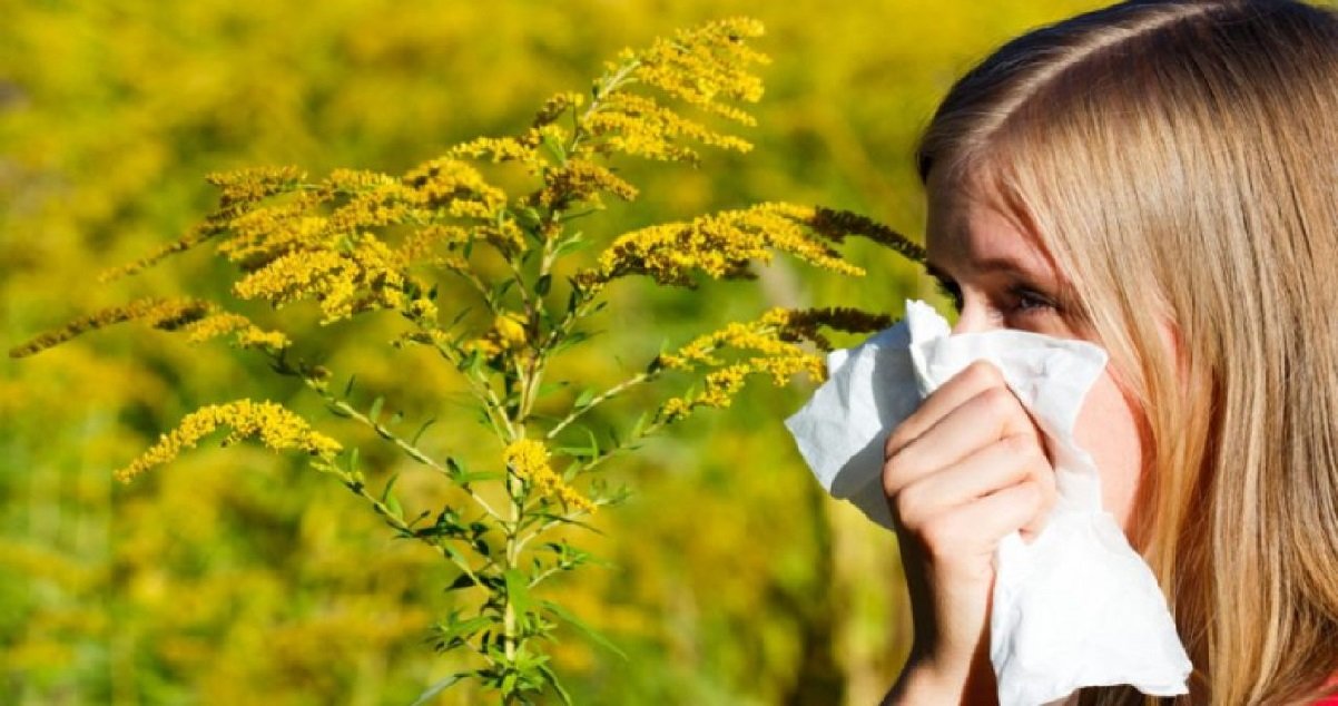 Carte des pollens de graminées cette semaine les risques d allergies