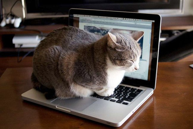 노트북 고양이에 대한 이미지 검색결과