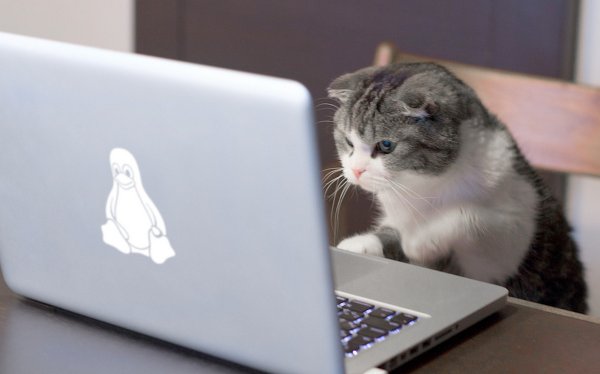 노트북 고양이에 대한 이미지 검색결과