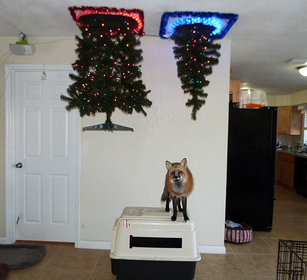 The Best Way I Could Put Up A Christmas Tree With A Fox In The House