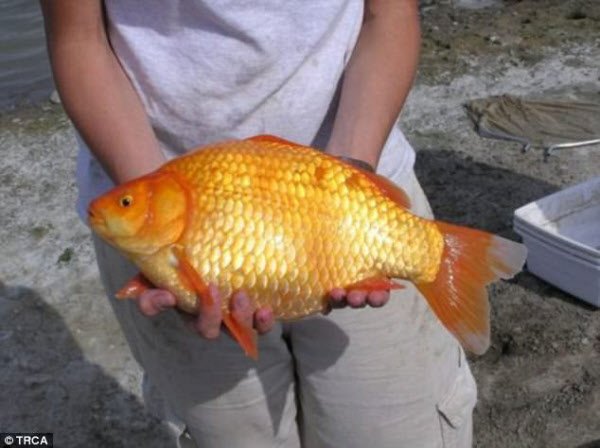 カナダの池に放された金魚