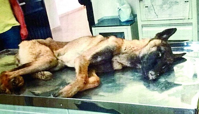 放置されたガリガリの警察犬