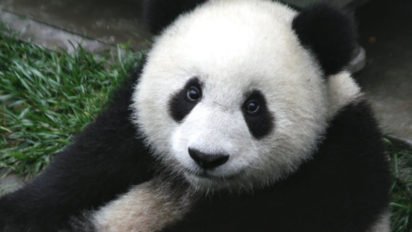 Close up of a baby seven month old panda cub in the Wolong Nature Reserve in Sichuan China 412x232.jpg?resize=412,232 - World's Oldest Panda Jia Jia Has Passed Away In Peace