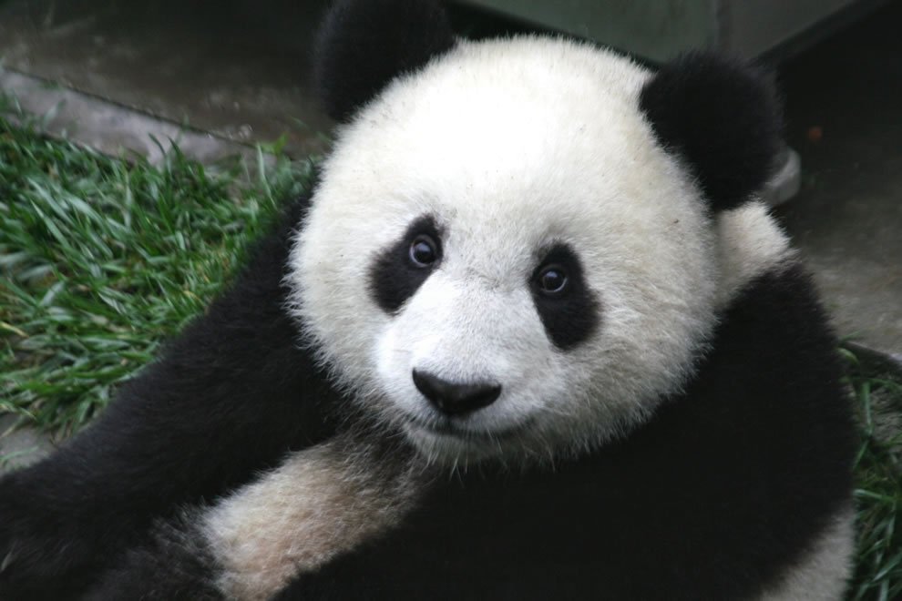Close up of a baby seven month old panda cub in the Wolong Nature Reserve in Sichuan China.jpg?resize=1200,630 - World's Oldest Panda Jia Jia Has Passed Away In Peace