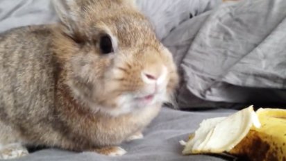 Screen Shot 2016 10 11 at 7.22.56 PM 412x232.png?resize=412,232 - This Adorable Rabbit Ate A Banana In A Very Cute Way!