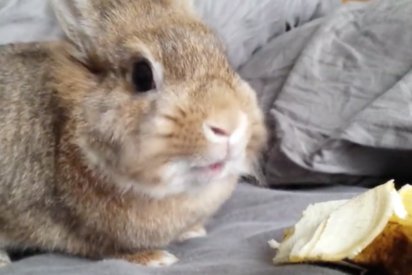 Screen Shot 2016 10 11 at 7.22.56 PM 412x275.png?resize=412,275 - This Adorable Rabbit Ate A Banana In A Very Cute Way!