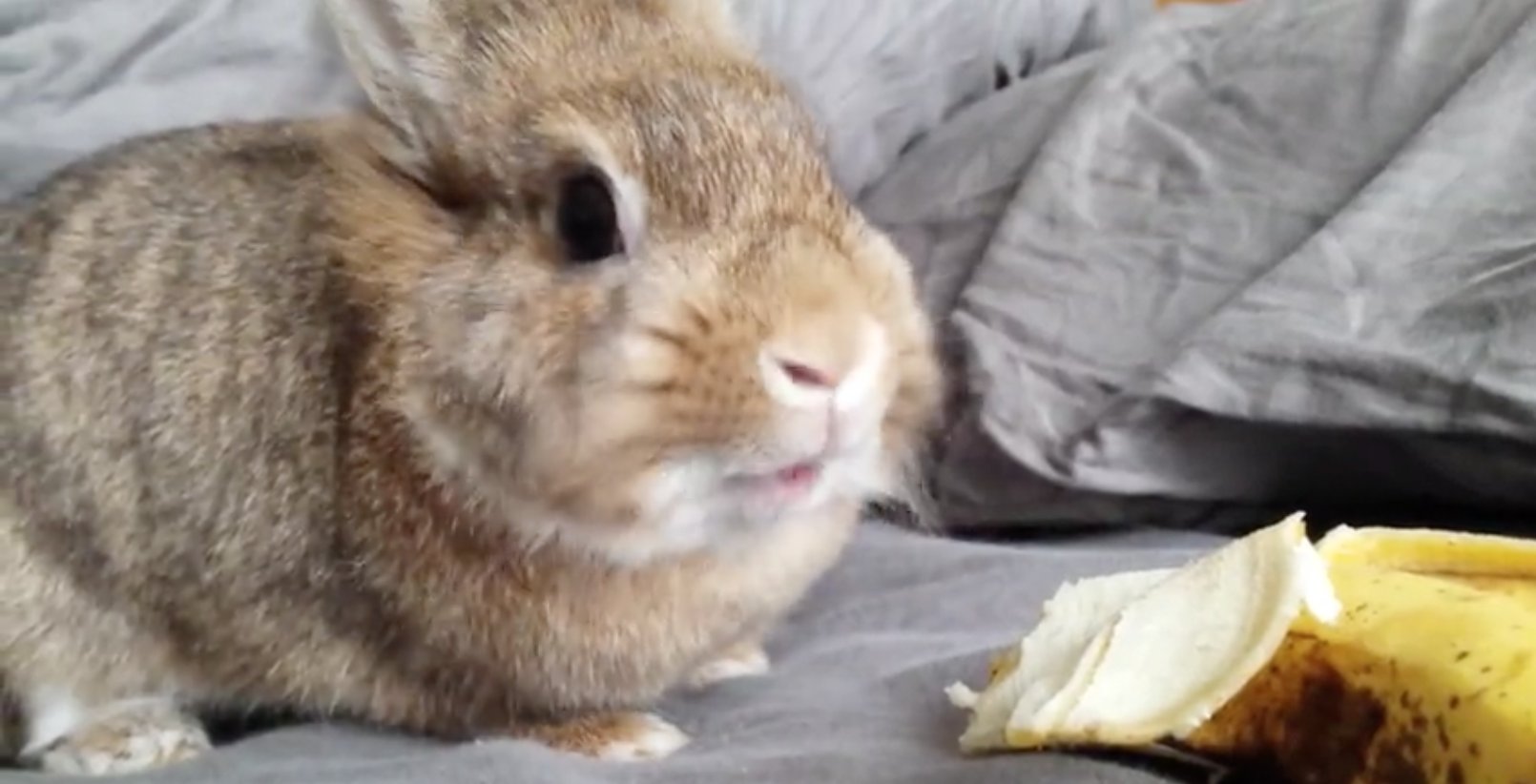 Screen Shot 2016 10 11 at 7.22.56 PM.png?resize=1200,630 - This Adorable Rabbit Ate A Banana In A Very Cute Way!
