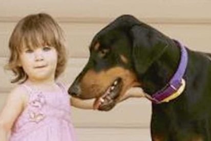 doberman tosses toddler 1 412x275.jpg?resize=412,275 - Family Dog Grabbed Their Toddler And Tossed It Away To Protect It From Predator