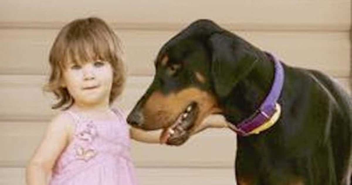 doberman tosses toddler 1.jpg?resize=1200,630 - Family Dog Grabbed Their Toddler And Tossed It Away To Protect It From Predator