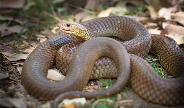 king-brown-snake-australia2