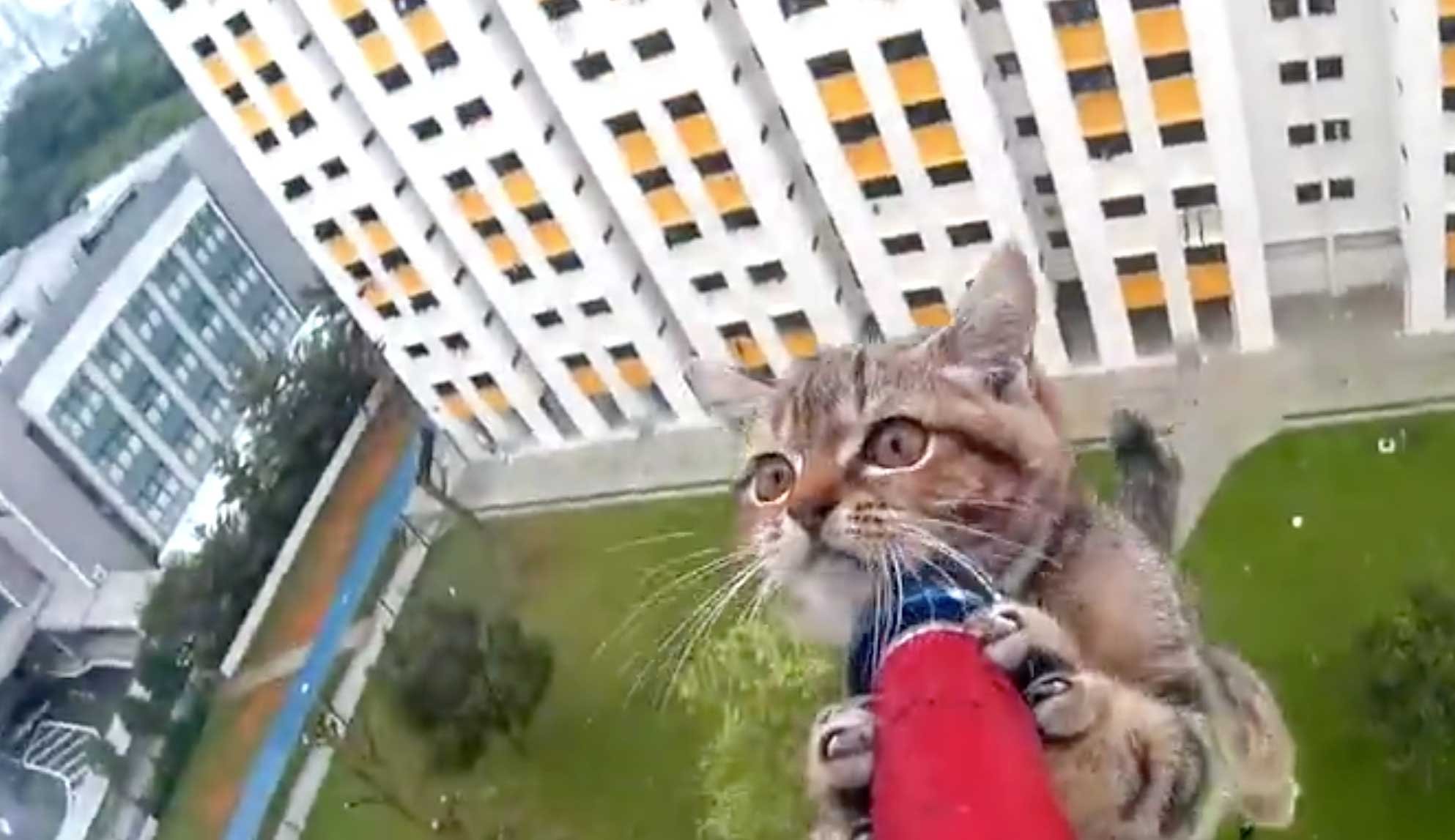 kittensavedfromledge.jpg?resize=1200,630 - Helpless Kitten On A Ledge Saved By Rescue Officer