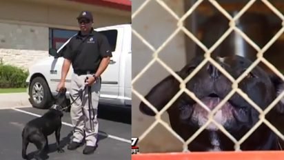 local cops save pitbulls 412x232.jpg?resize=412,232 - Cops Are Adopting Pit Bulls And Training Them As K-9 Dogs