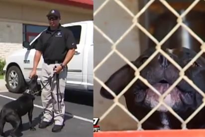 local cops save pitbulls 412x275.jpg?resize=412,275 - Cops Are Adopting Pit Bulls And Training Them As K-9 Dogs