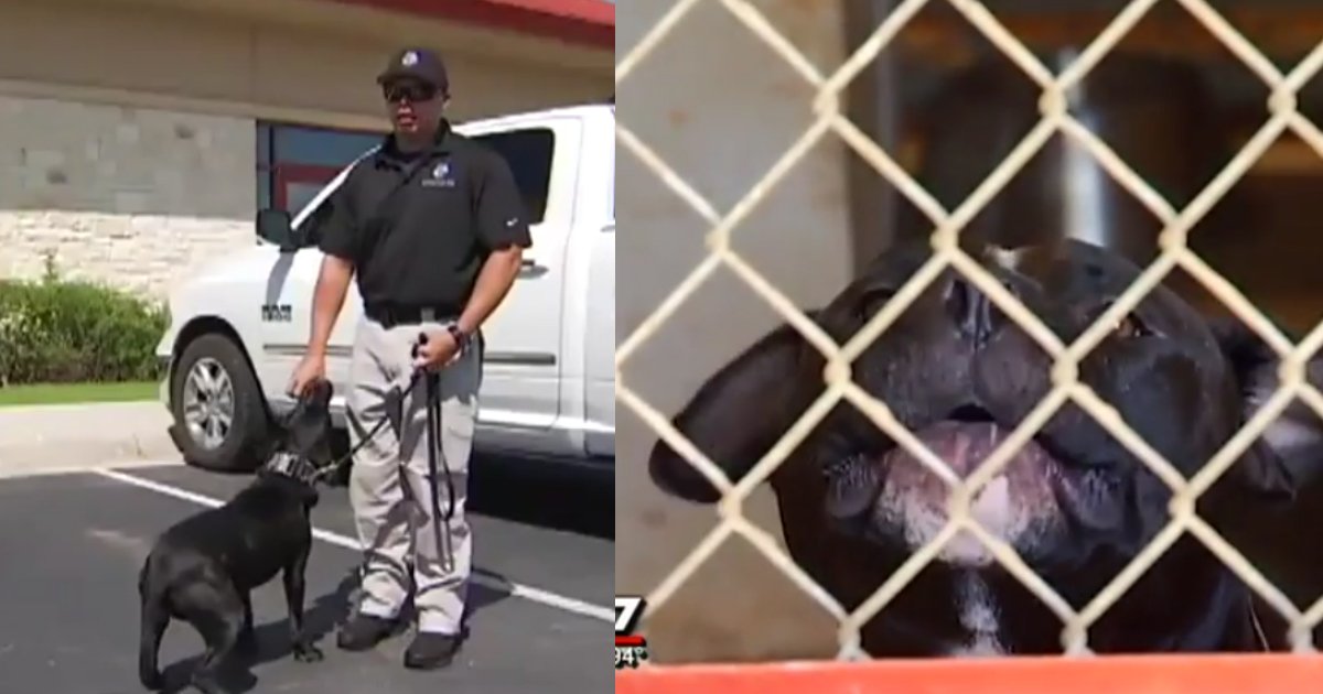 local cops save pitbulls.jpg?resize=1200,630 - Cops Are Adopting Pit Bulls And Training Them As K-9 Dogs