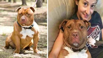 pit bull smiling 412x232.jpg?resize=412,232 - Rescue Pit Bull Started Smiling After Getting Rescued By New Owner