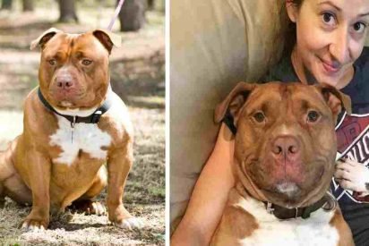 pit bull smiling 412x275.jpg?resize=412,275 - Rescue Pit Bull Started Smiling After Getting Rescued By New Owner
