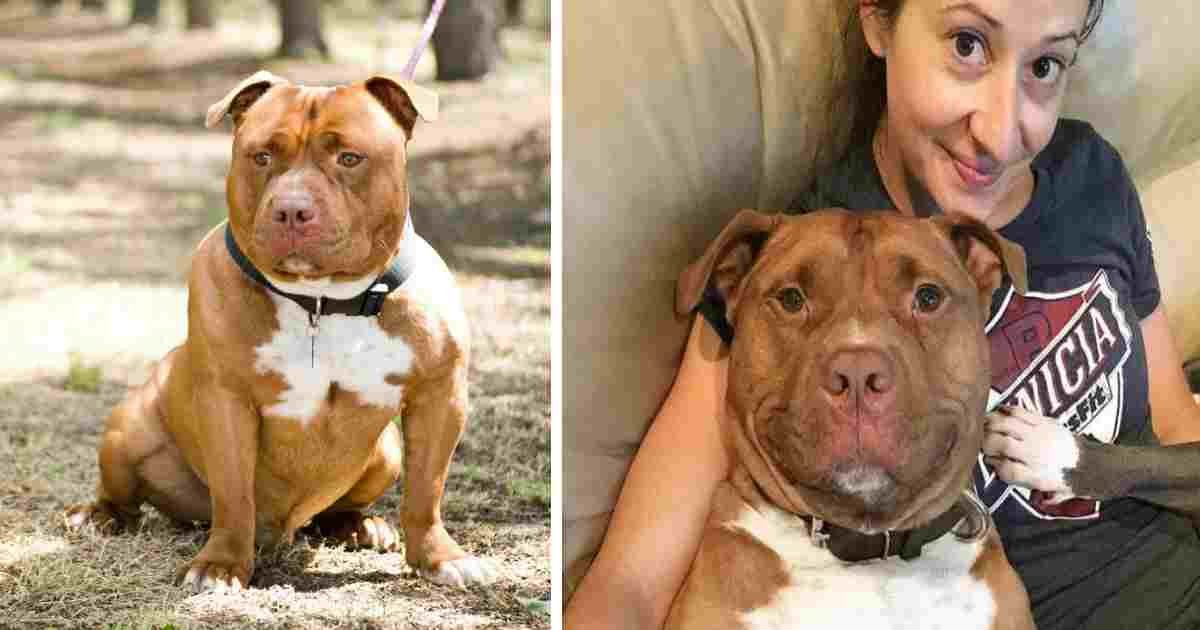 pit bull smiling.jpg?resize=1200,630 - Rescue Pit Bull Started Smiling After Getting Rescued By New Owner