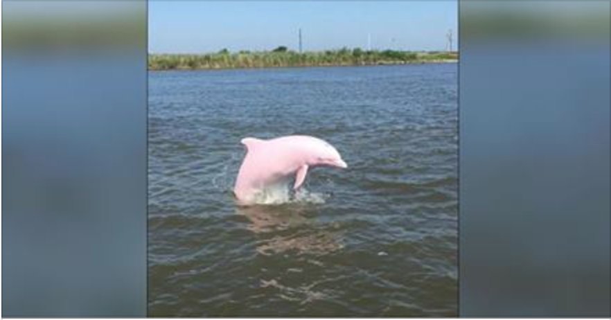 rare pink dolphin pinkie.png?resize=1200,630 - Rare Pink Dolphin Spotted Swimming In Louisiana Lake