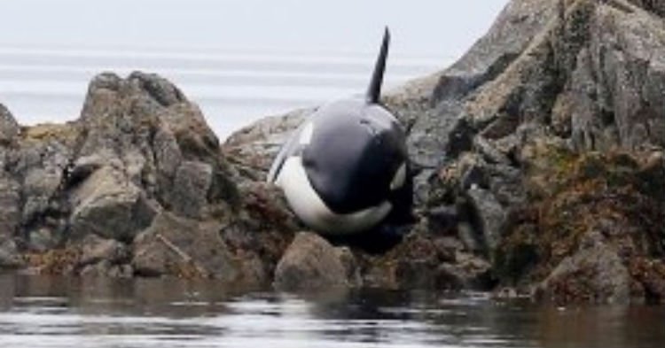 wh.jpg?resize=412,275 - Group Of Strangers Saved The Life Of Orca That Was Beached And Cried For Hours