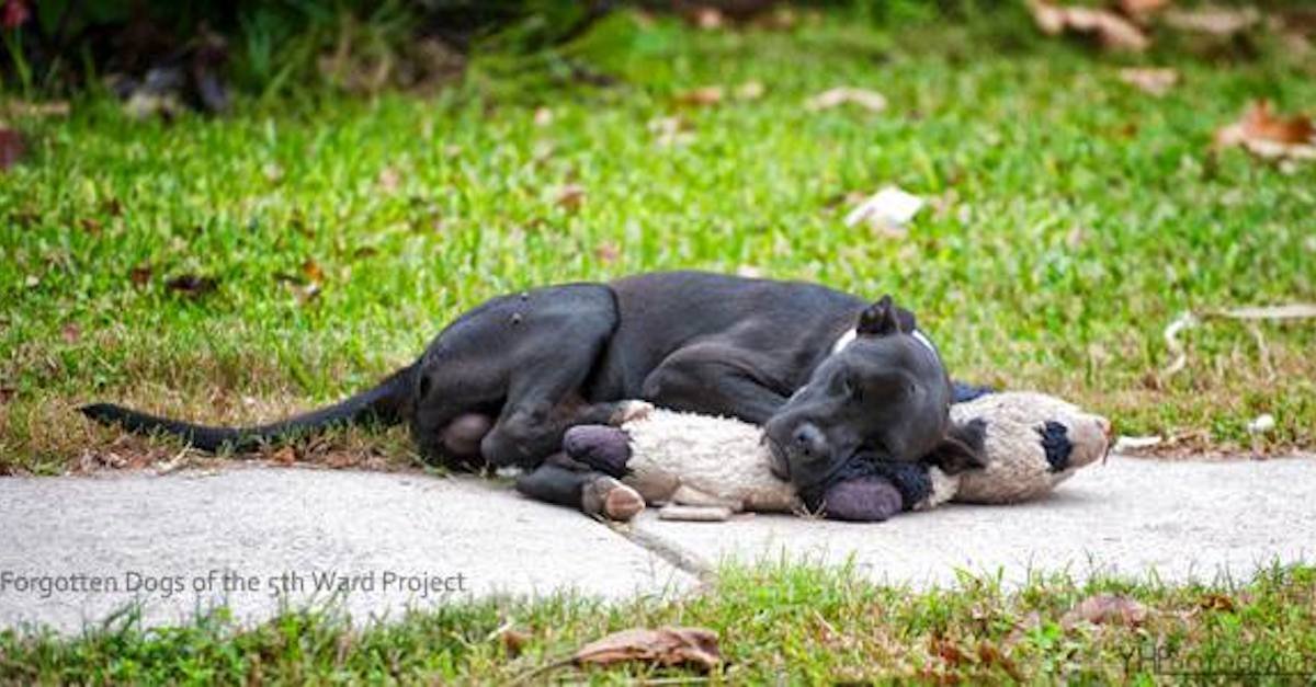 3 24 5 A.jpg?resize=1200,630 - Homeless Dog Went Viral After People Shared A Picture Of It Sleeping With A Stuffed Animal