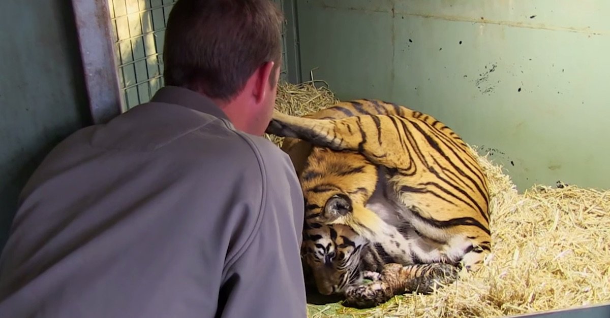 A tiger.jpg?resize=412,275 - Pregnant Tiger Surprised Keepers By Giving Birth To Twins