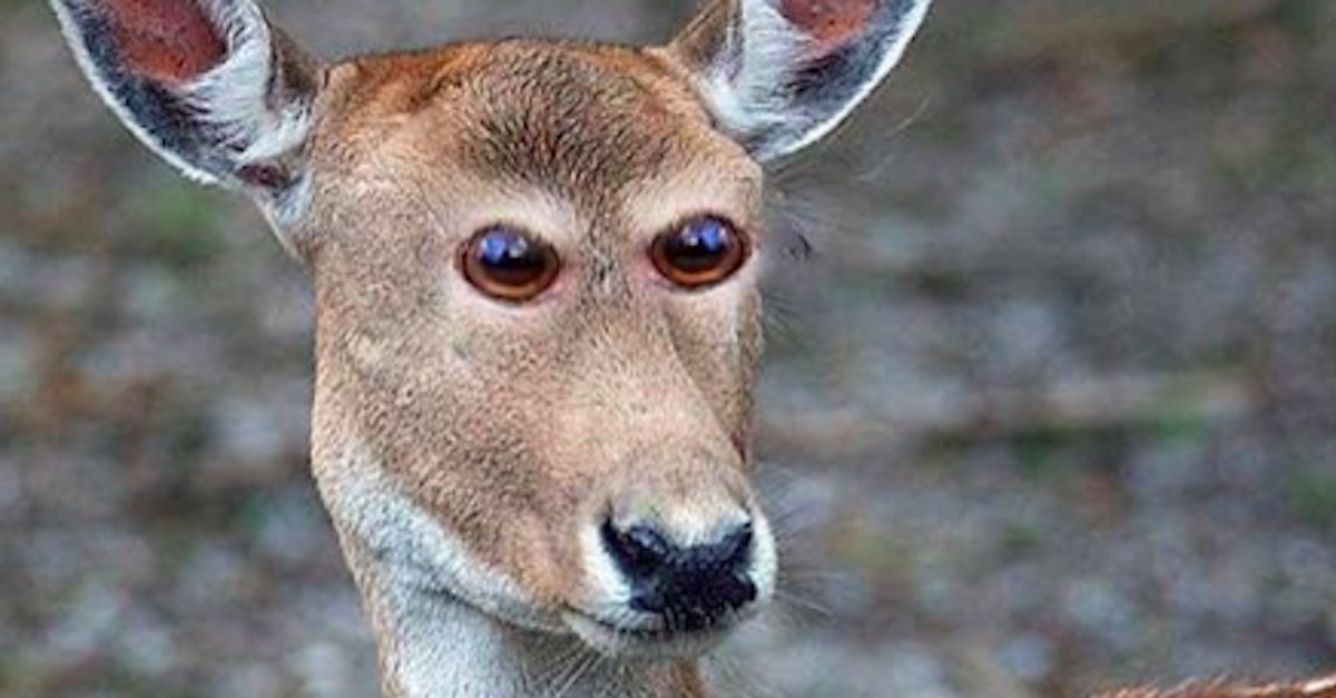 Animal Eyes A 1.jpg?resize=412,275 - How Animals Would Look Like If Their Eyes At The Front