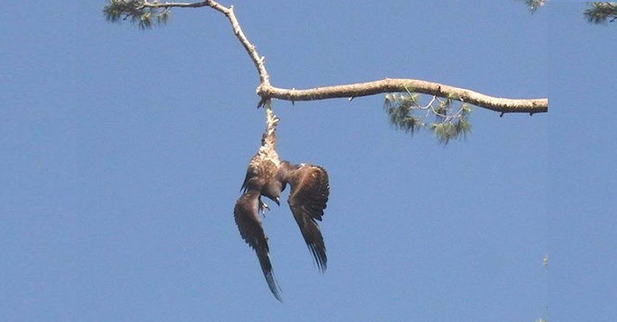 CmewwsAWEAAFHsj copy.jpg?resize=412,275 - Army Veteran Rescued Eagle Stranded On Tree Limb 70 Feet From The Ground