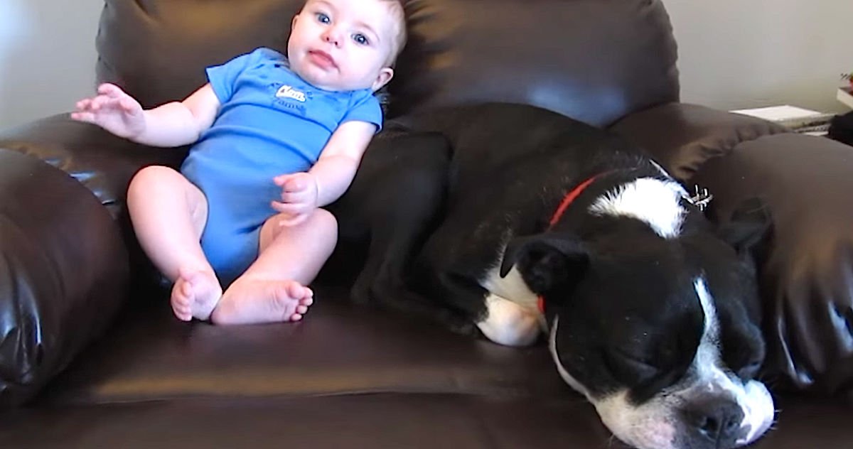 Screen Shot 2016 04 17 at 10.jpg?resize=1200,630 - Adorable Baby Pooped In His Diaper, Dog's Reaction Is Winning The Internet!