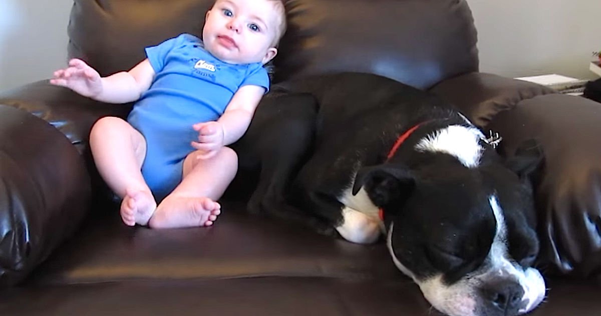 Screen Shot 2016 04 17 at 10.jpg?resize=412,275 - Adorable Baby Pooped In His Diaper, Dog's Reaction Is Winning The Internet!