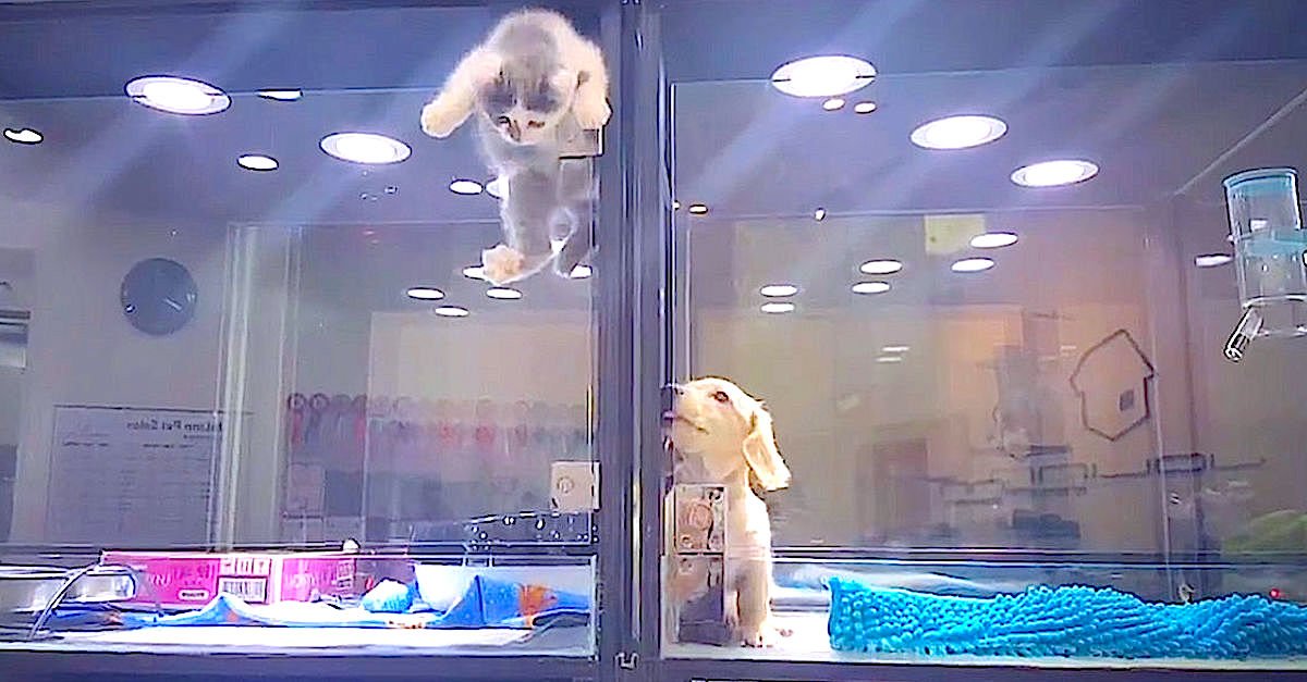 Screen Shot 2016 06 29 at 71.jpg?resize=1200,630 - Cat And Dog In Pet Store Caught Playing With Each Other On Security Camera