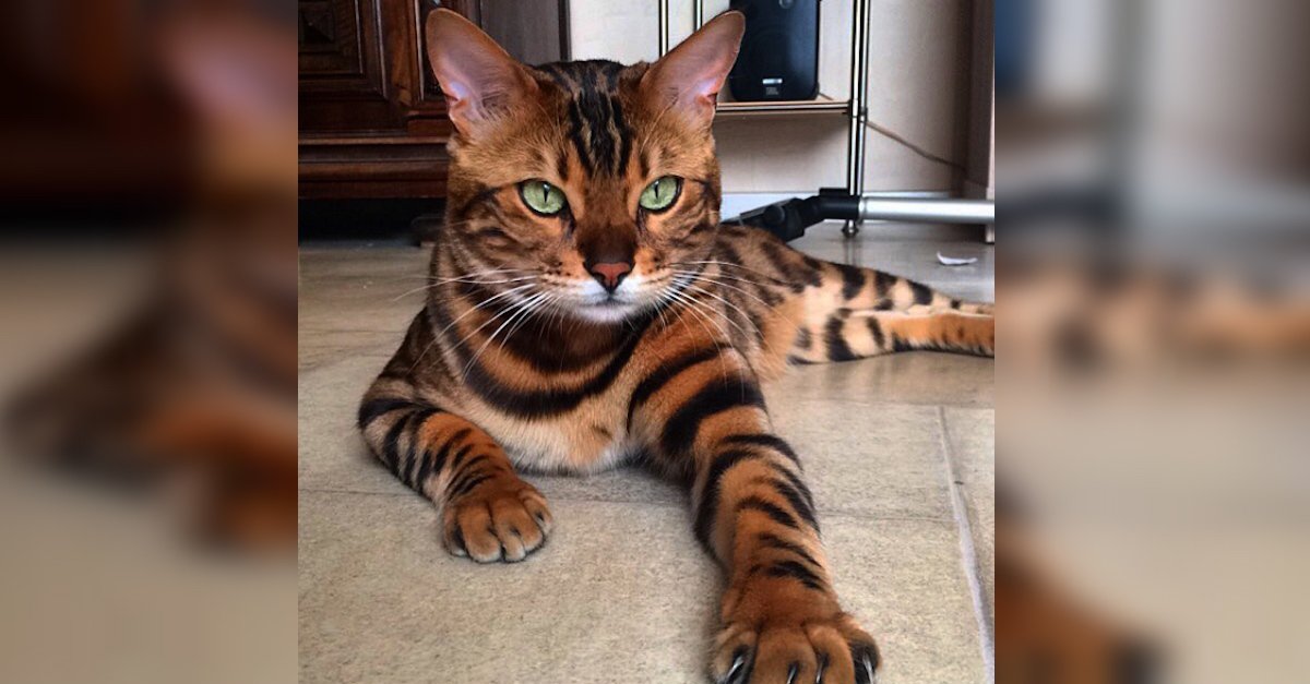 Thor A.jpeg?resize=1200,630 - Thor The Bengal Cat Looks Just Like A Tiger Cub