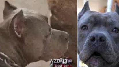 blitz saves woman 412x232.jpg?resize=412,232 - Pit Bull Ran Out Of House To Save Neighbor Who Was Screaming For Help