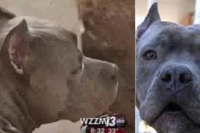 blitz saves woman 412x275.jpg?resize=412,275 - Pit Bull Ran Out Of House To Save Neighbor Who Was Screaming For Help