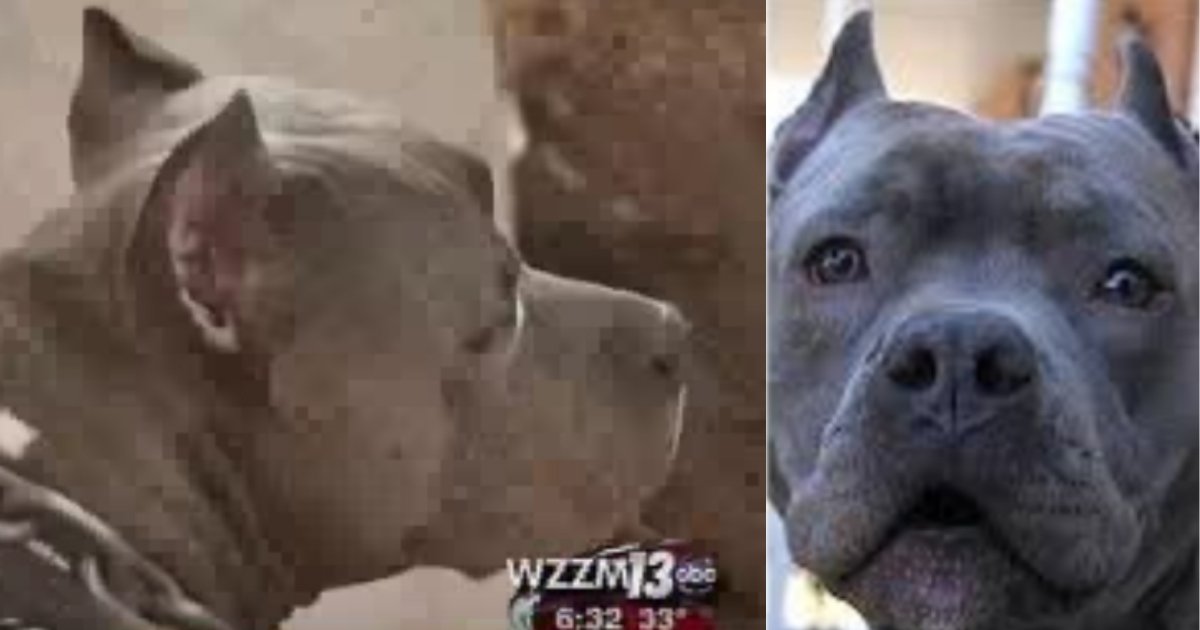 blitz saves woman.jpg?resize=1200,630 - Pit Bull Ran Out Of House To Save Neighbor Who Was Screaming For Help