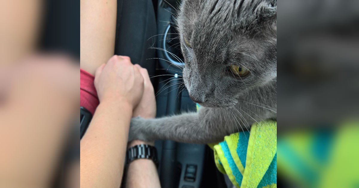 catA.jpg?resize=412,275 - Dying Cat Comforted Heartbroken Owners By Holding Their Hands