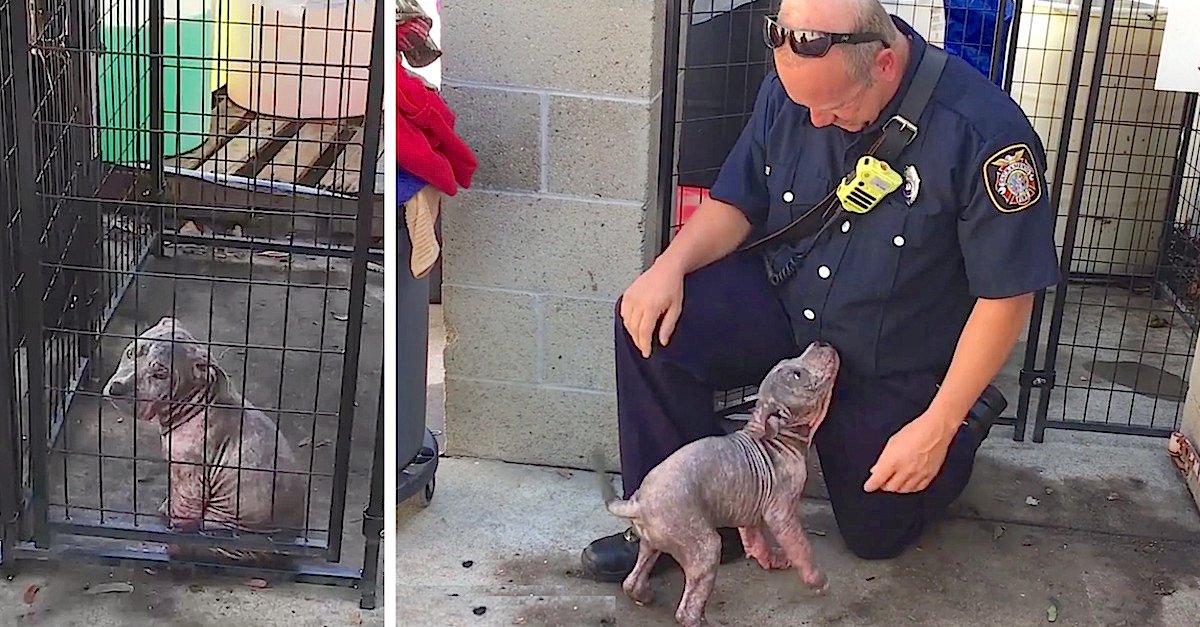 chunkie.jpg?resize=1200,630 - Puppy Was Sad At Shelter Until She Saw Firefighter Who Saved Her From Bad Owners