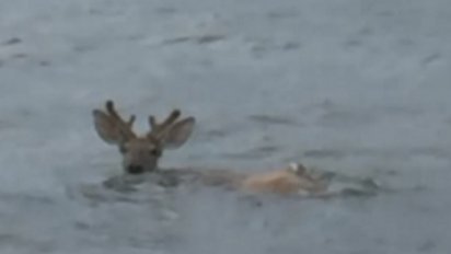 deer feature 412x232.png?resize=412,232 - Fishermen Rescued A Struggling Deer In The Ocean Six Miles Away From The Shore