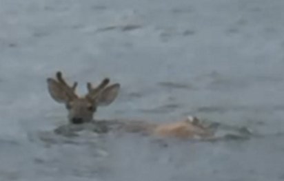 deer feature 412x263.png?resize=412,275 - Fishermen Rescued A Struggling Deer In The Ocean Six Miles Away From The Shore