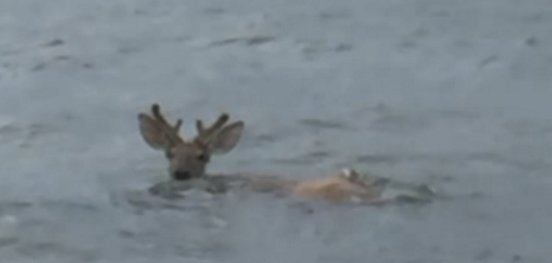 deer feature.png?resize=1200,630 - Fishermen Rescue A Struggling Deer In The Ocean, Six Miles Offshore