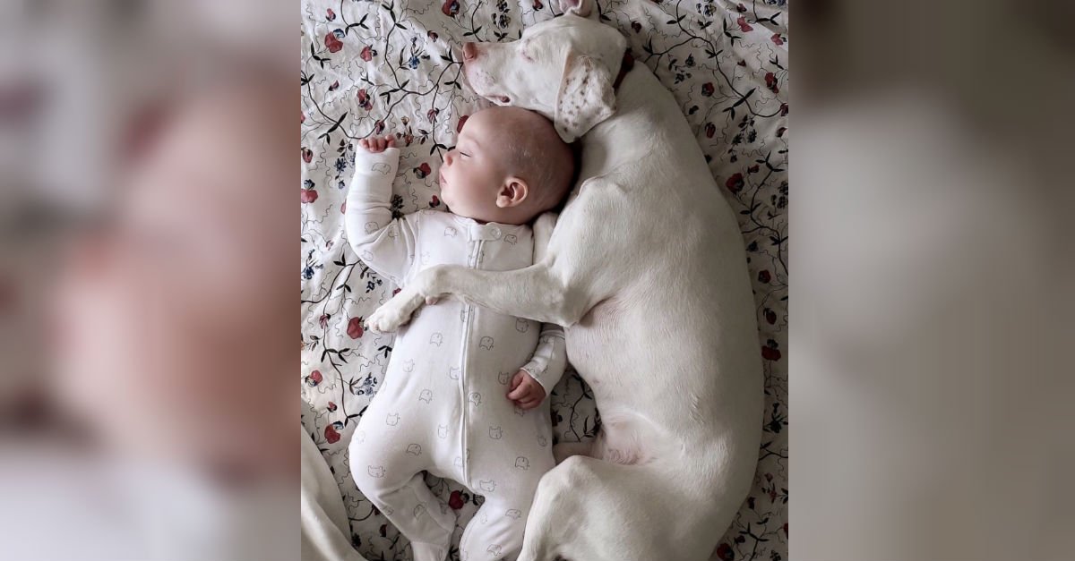 dog.jpg?resize=1200,630 - Mother Captured Beautiful Moment Their Rescue Dog And Baby Slept Together