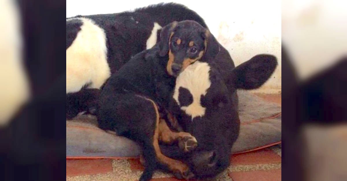 dogcow.jpg?resize=412,275 - Abandoned Puppy And Veal Calf Formed Inseparable Bond And Overcame Their Sad Pasts