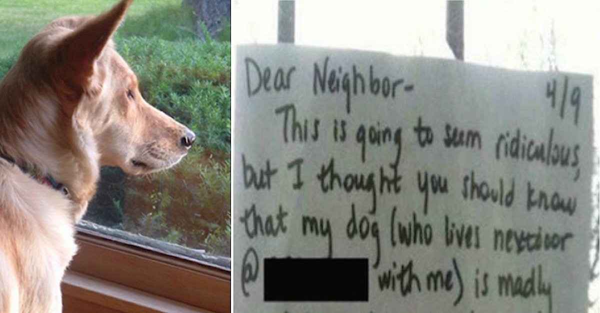 dogg.jpg?resize=1200,630 - Dog Who Kept Looking At Neighbor's Cat Left Heartbroken After Neighbor Blocked The View