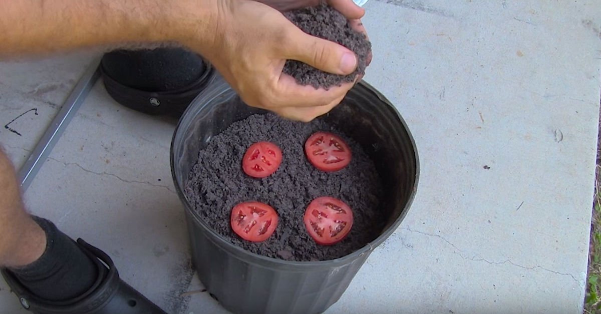 http cdn7.littlethings.comappuploads201603plant.jpg?resize=1200,630 - Man Placed Four Tomato Slices In A Bucket Of Dirt And Revealed How New Plants Grew After Two Weeks