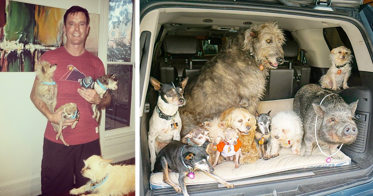insta.png?resize=412,275 - Man Opened His Home To Senior Dogs After The Loss Of His Beloved Pet