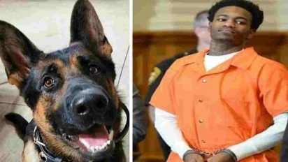 jethro police dog 412x232.jpg?resize=412,232 - Judge Praised After Handing Maximum Sentence To Convict Who Shot Police Dog