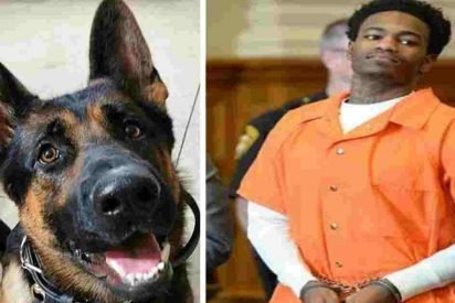jethro police dog 412x275.jpg?resize=412,275 - Judge Praised After Handing Maximum Sentence To Convict Who Shot Police Dog
