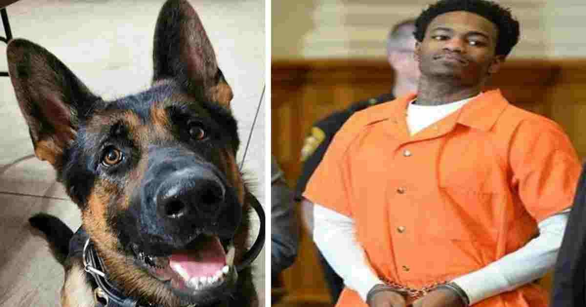 jethro police dog.jpg?resize=1200,630 - Judge Praised After Handing Maximum Sentence To Convict Who Shot Police Dog